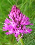 Anacamptis pyramidalis